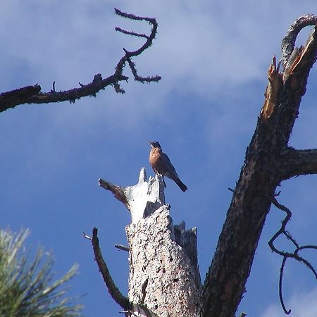 Thunderheart Villa Custer Kültér fotó